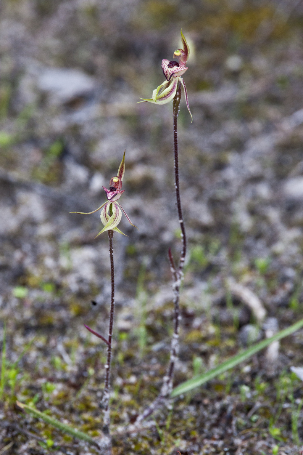 Caladenia cardiochila (hero image)