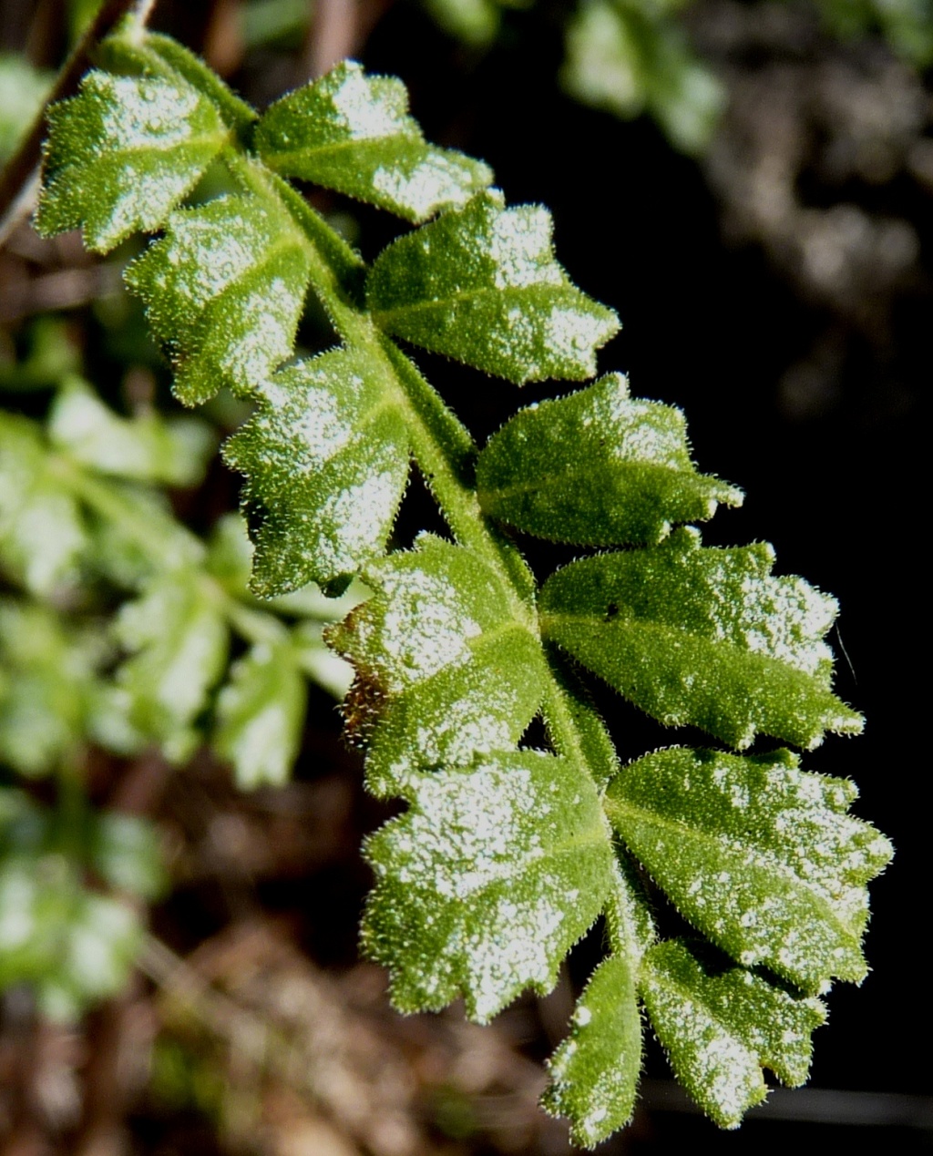 Dodonaea boroniifolia (hero image)