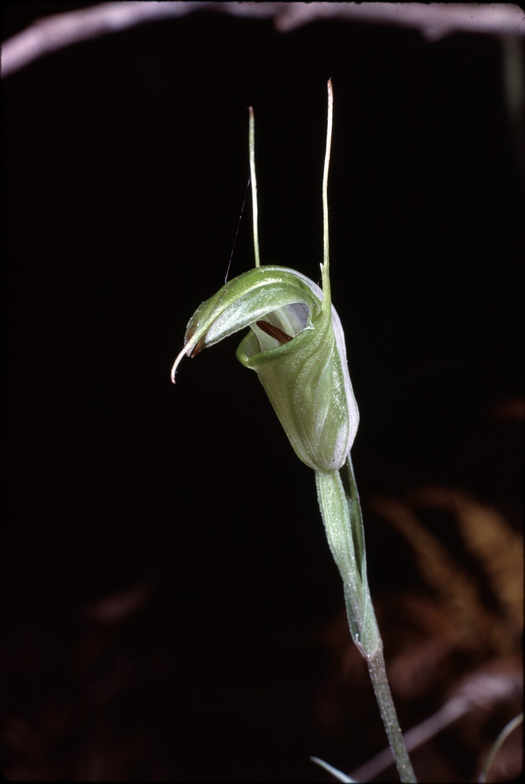 Pterostylis alveata (hero image)