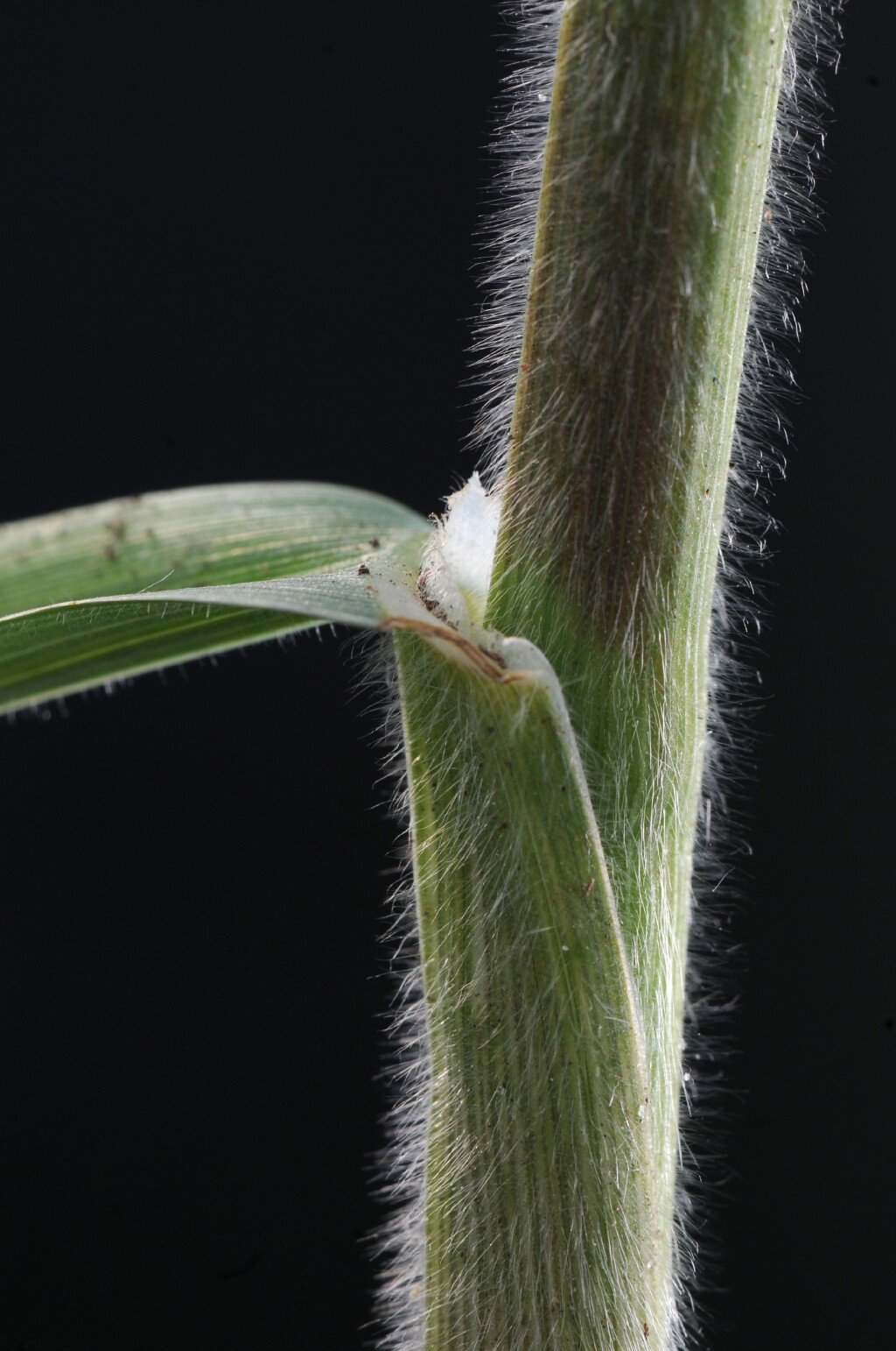 Bromus catharticus (hero image)