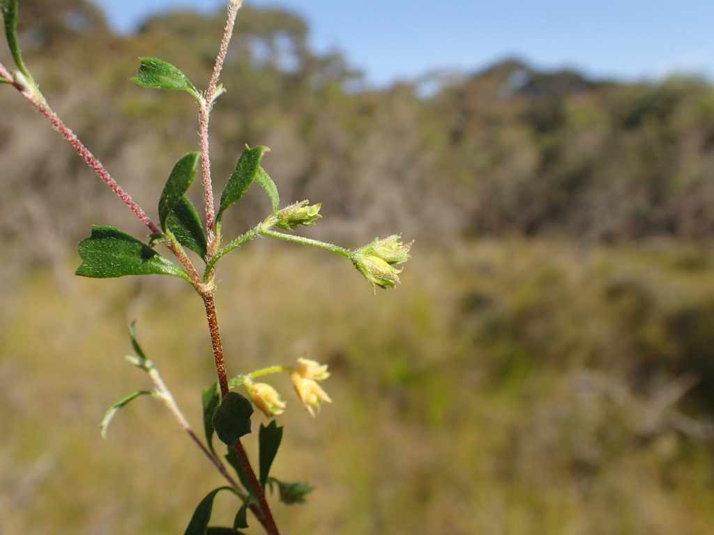 Xanthosia tridentata (hero image)