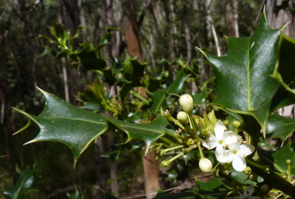 Aquifoliaceae (hero image)