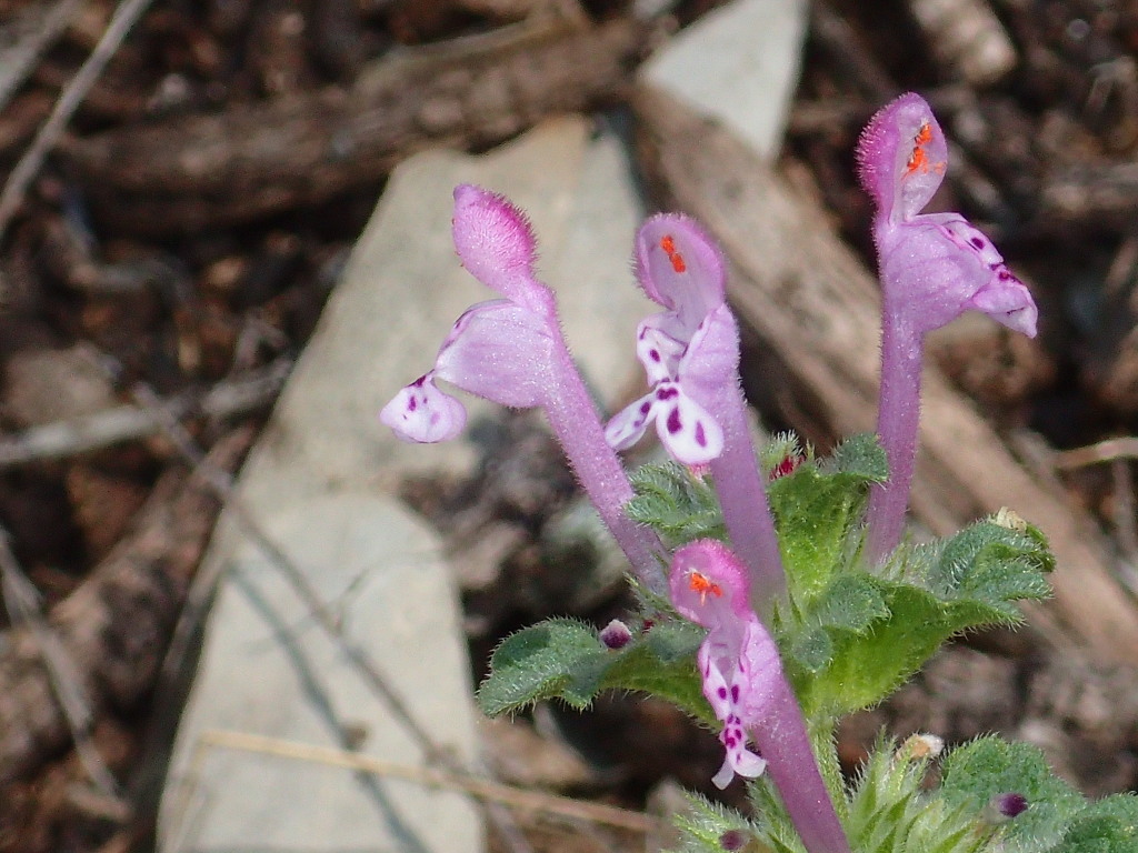 Lamium amplexicaule (hero image)