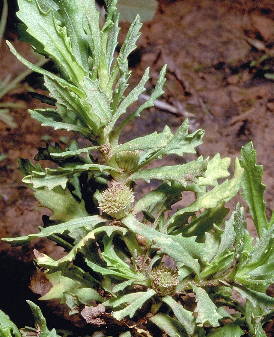 Centipeda thespidioides (hero image)