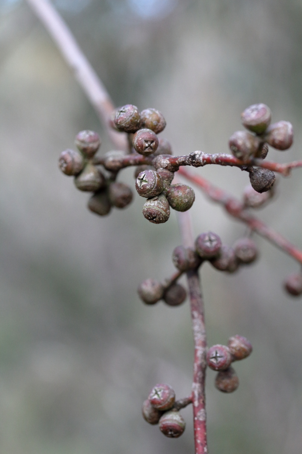 Eucalyptus viminalis subsp. pryoriana (hero image)