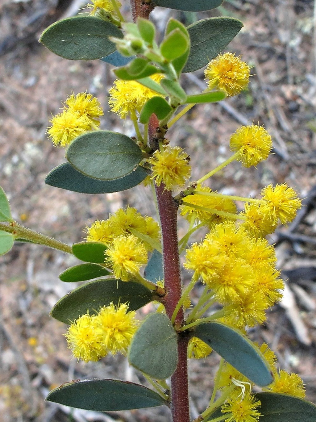 Acacia brachybotrya (hero image)