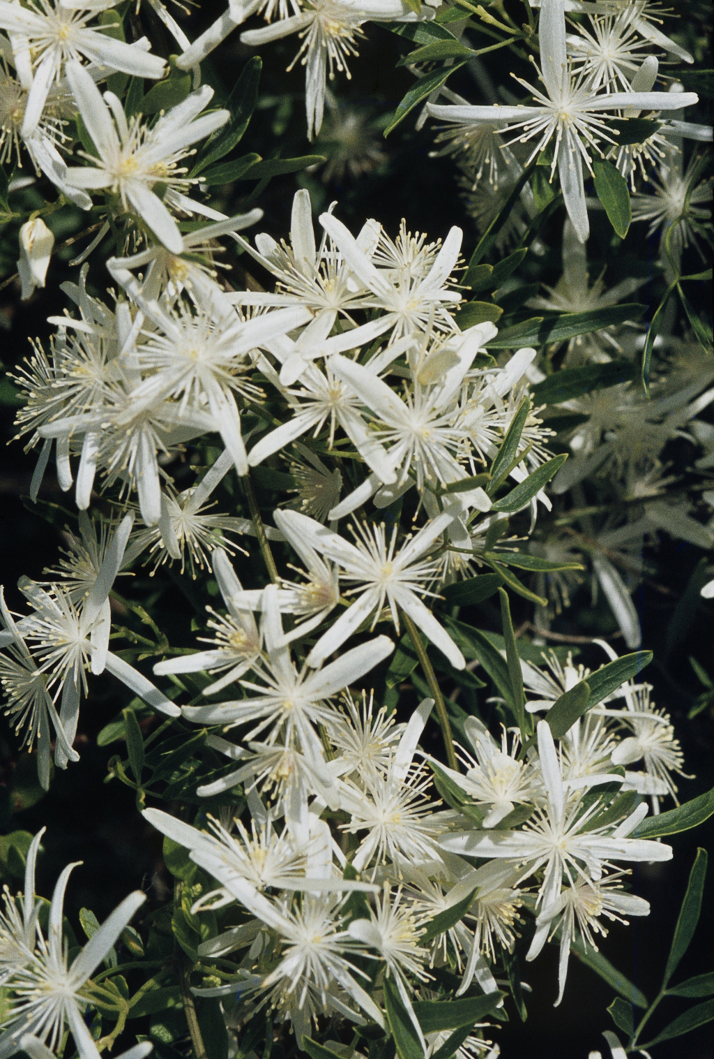 Clematis microphylla (hero image)