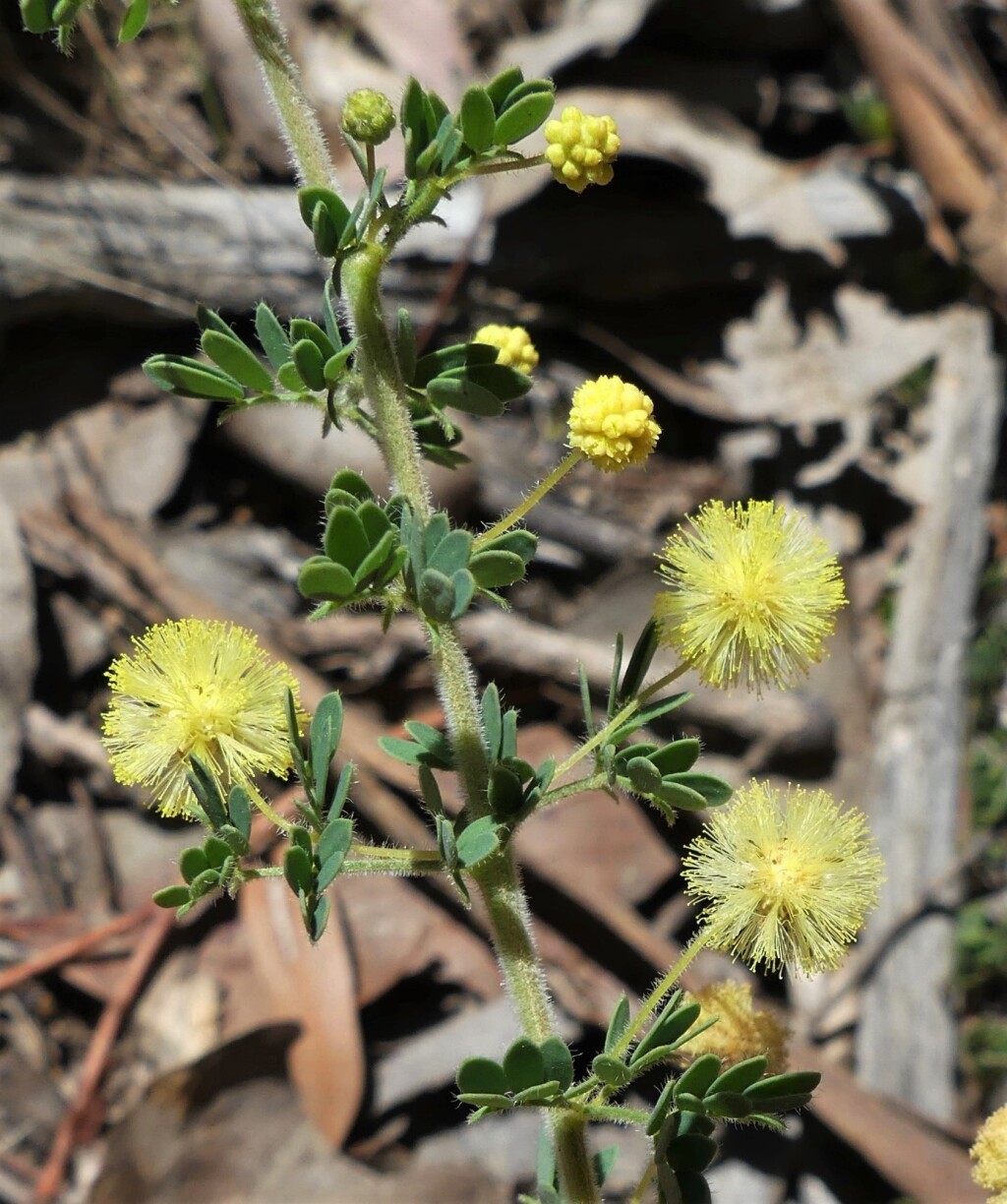 Acacia mitchellii (hero image)