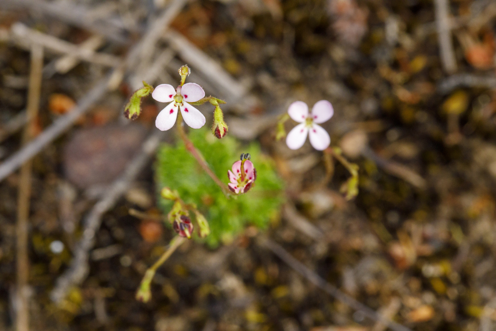 Stylidiaceae (hero image)