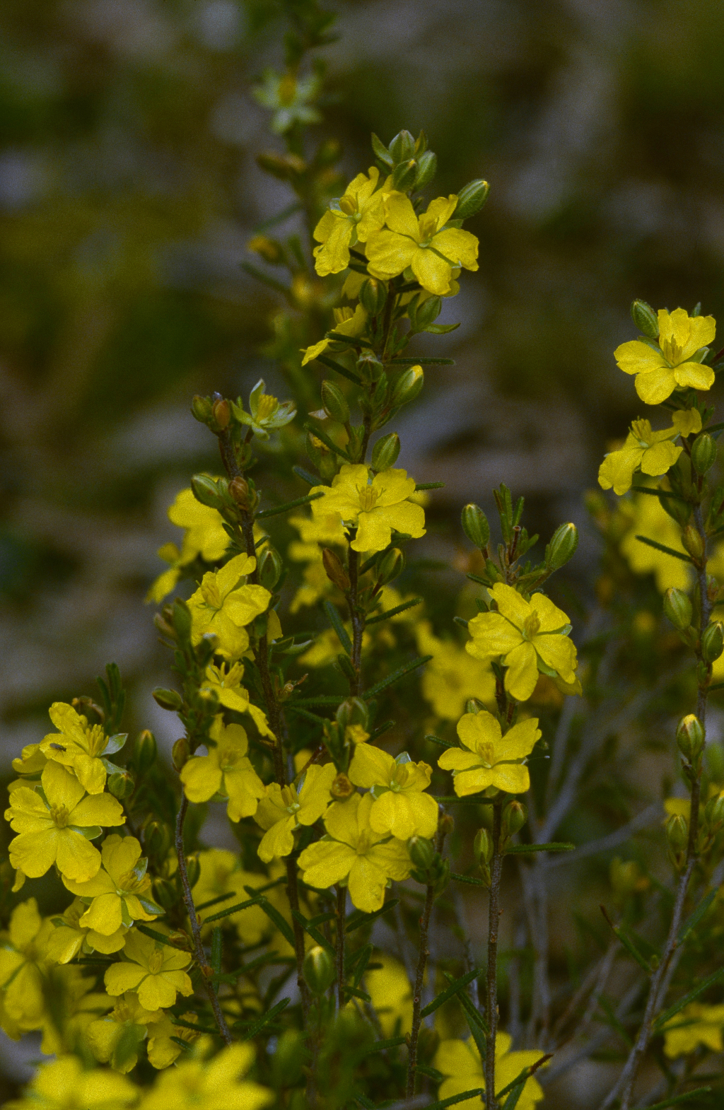 Hibbertia australis (hero image)