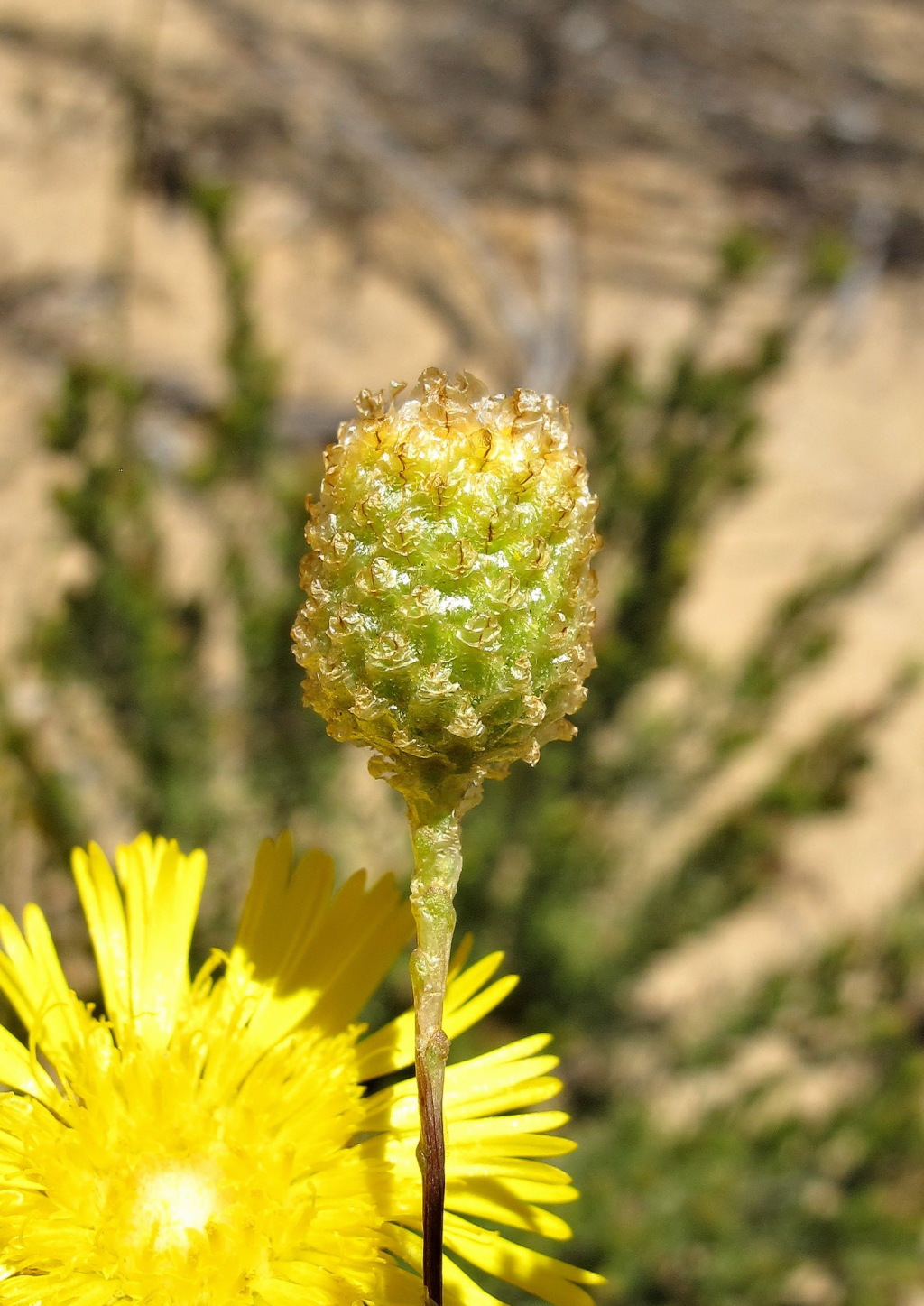 Podolepis rugata (hero image)