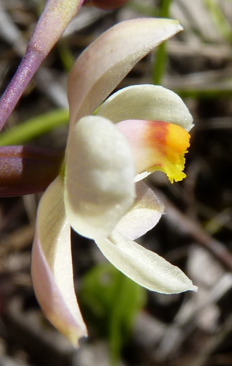 Thelymitra rubra (hero image)