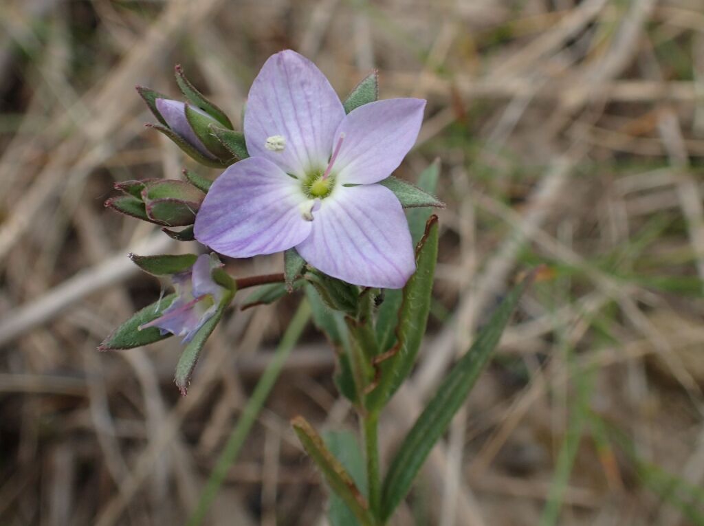 VicFlora: Veronica gracilis