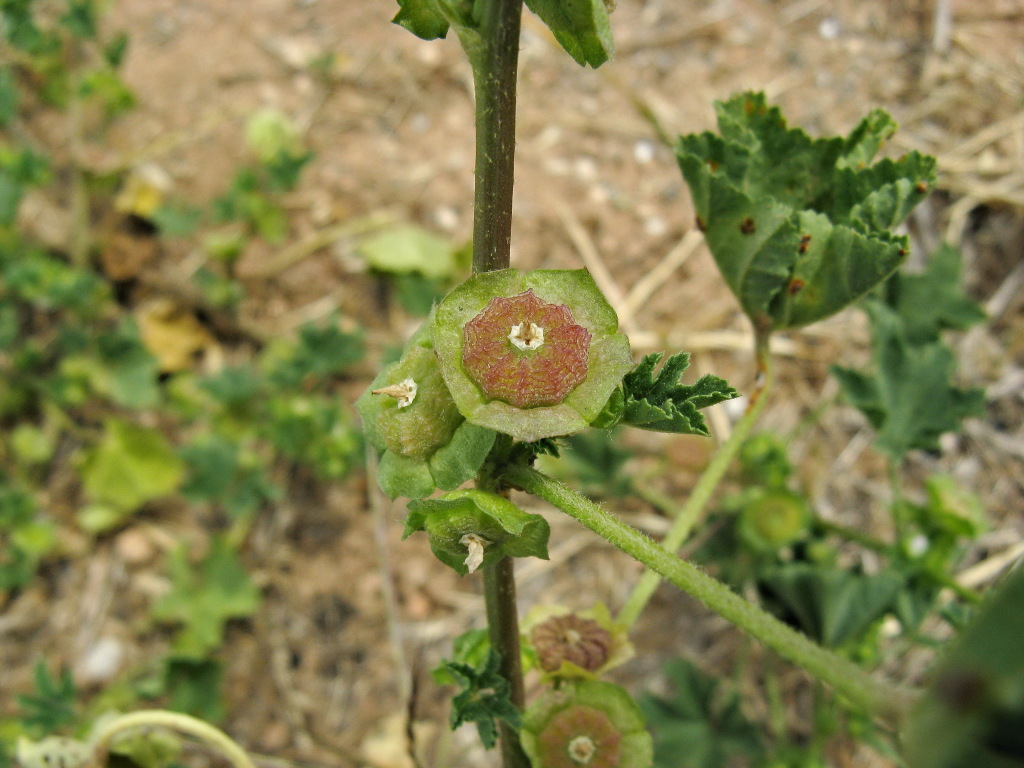 Malva parviflora (hero image)