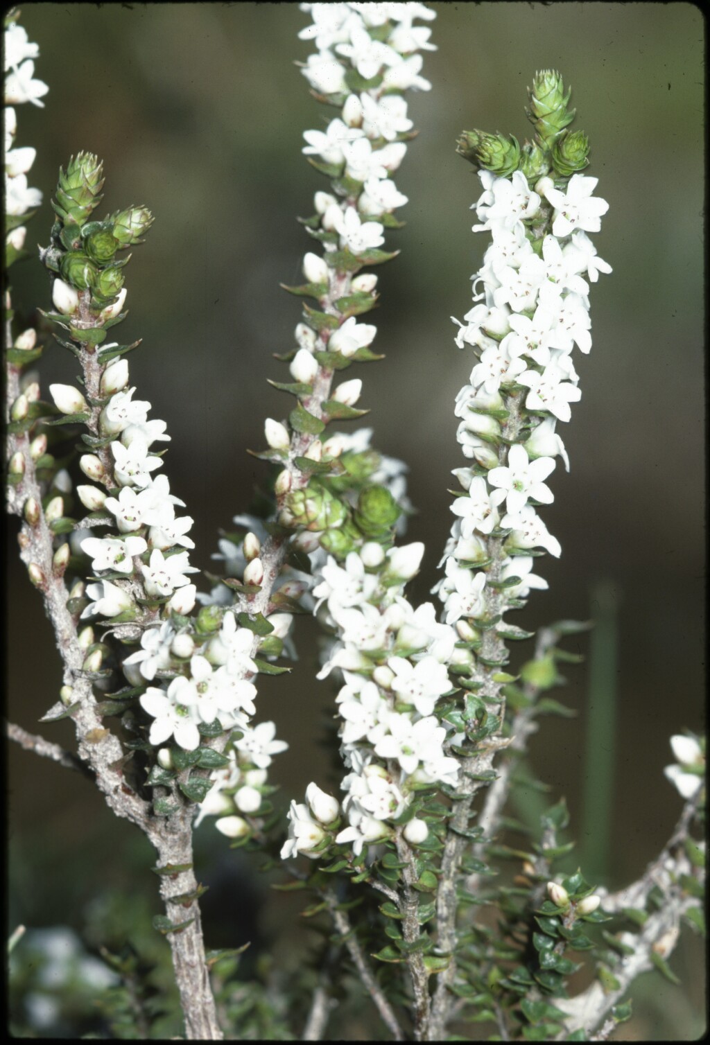 Epacris microphylla (hero image)