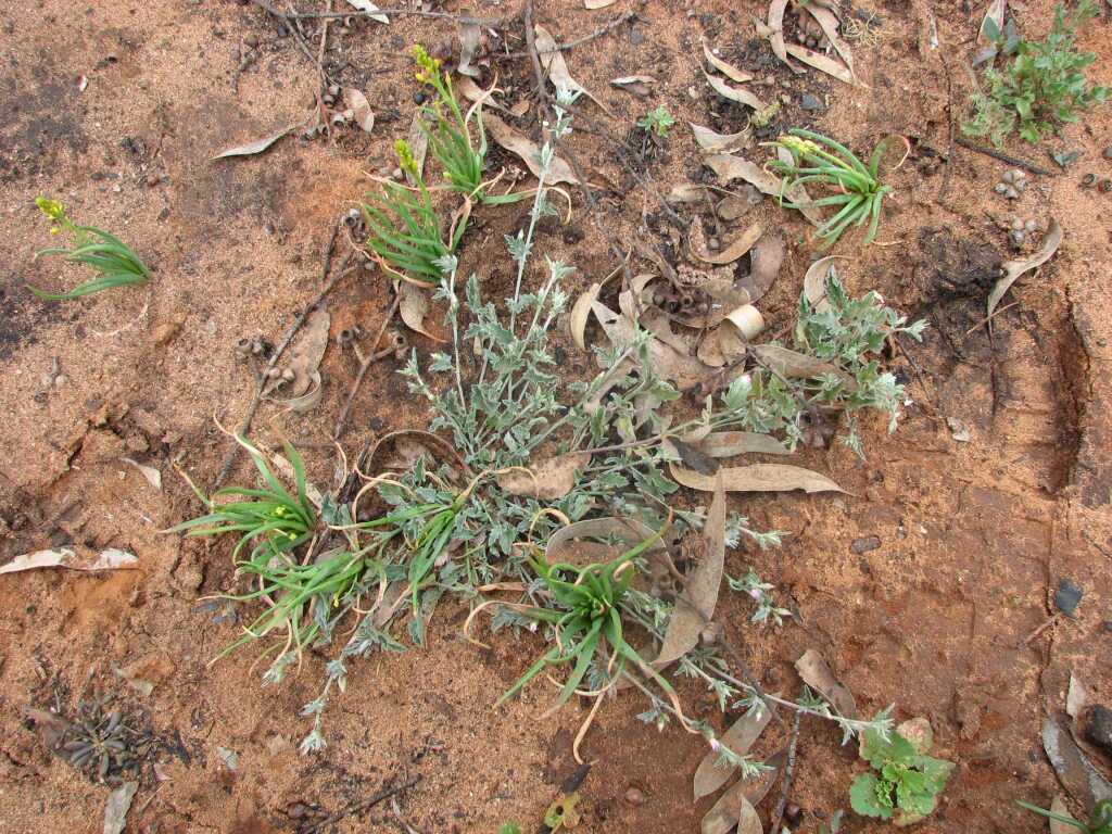 Convolvulus crispifolius (hero image)