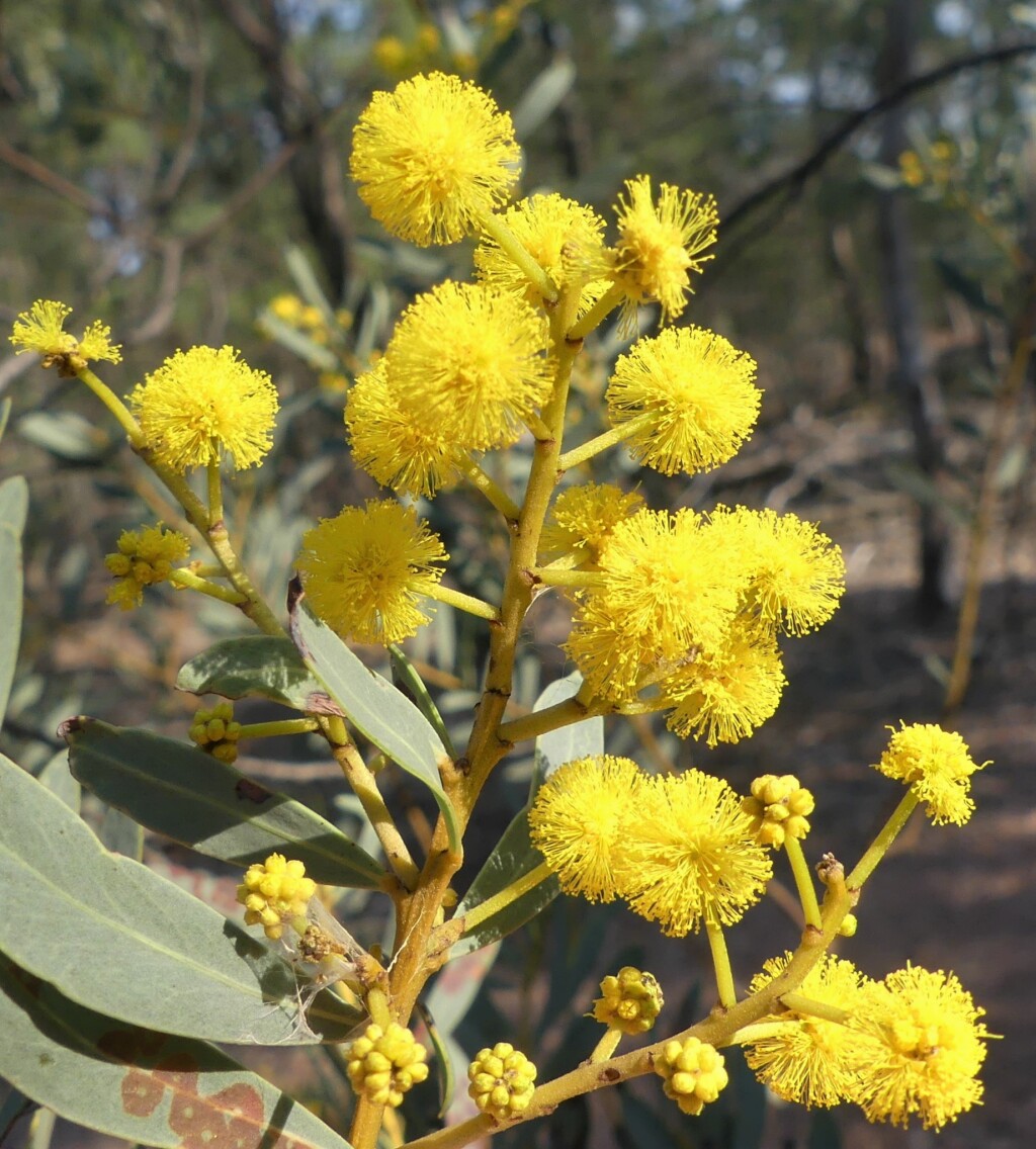 Acacia decora (hero image)
