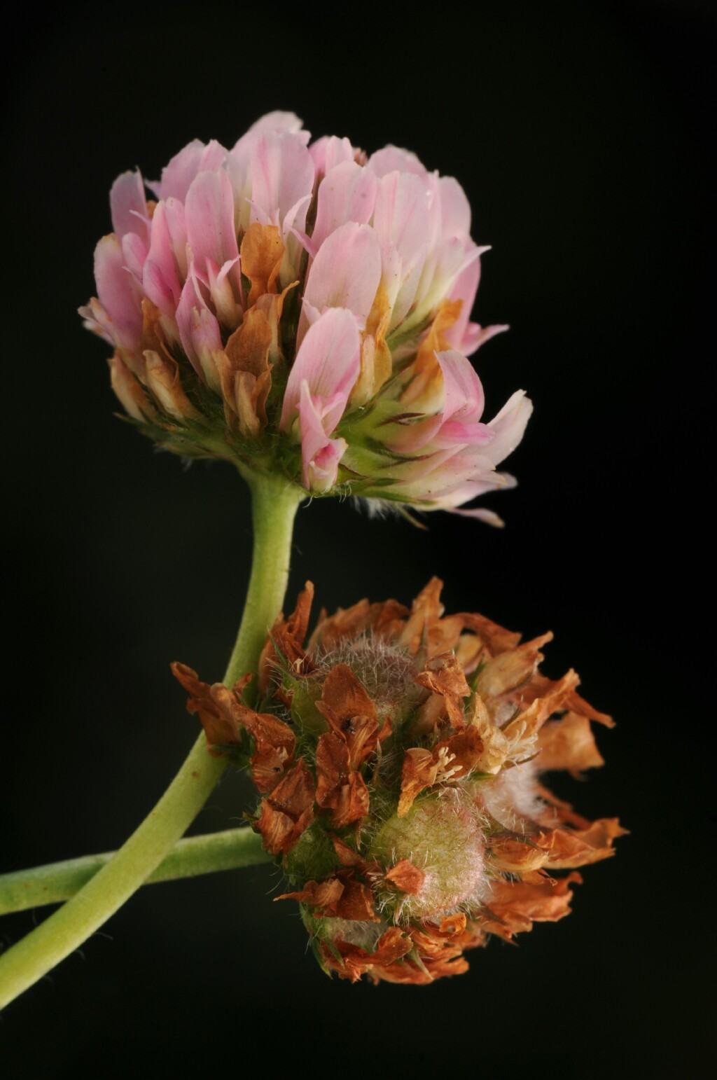 Trifolium (hero image)