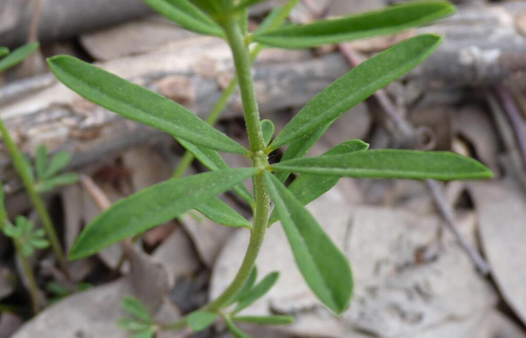 Lotus australis (hero image)