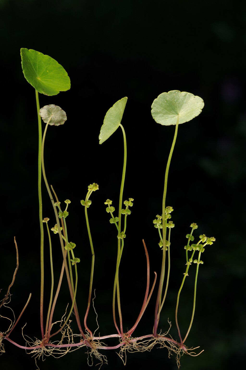 Hydrocotyle verticillata (hero image)