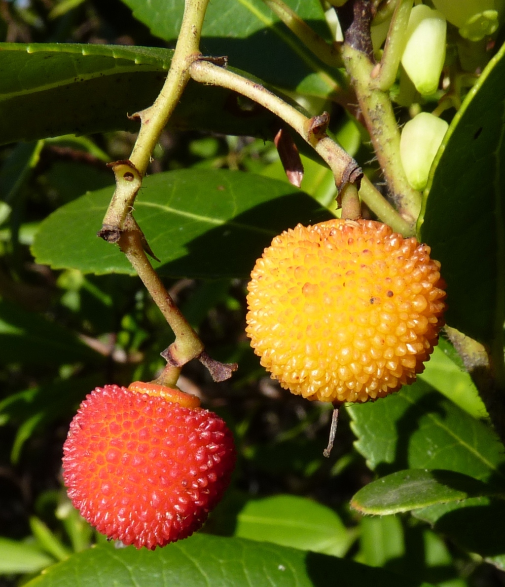 Arbutus unedo (hero image)