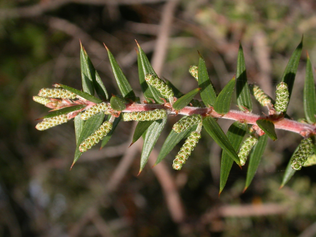Acacia oxycedrus (hero image)