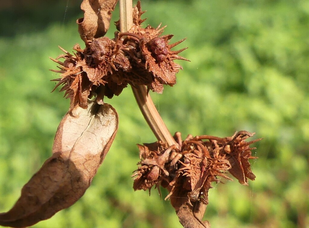 Rumex pulcher (hero image)