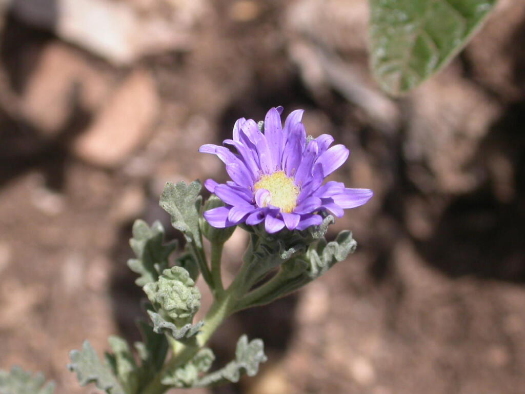 Olearia astroloba (hero image)