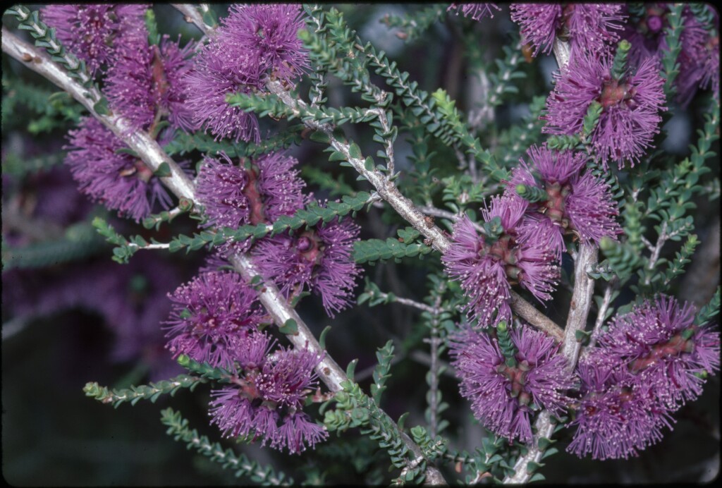 Melaleuca gibbosa (hero image)