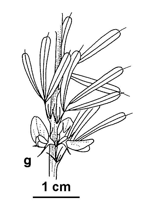 Lespedeza (hero image)