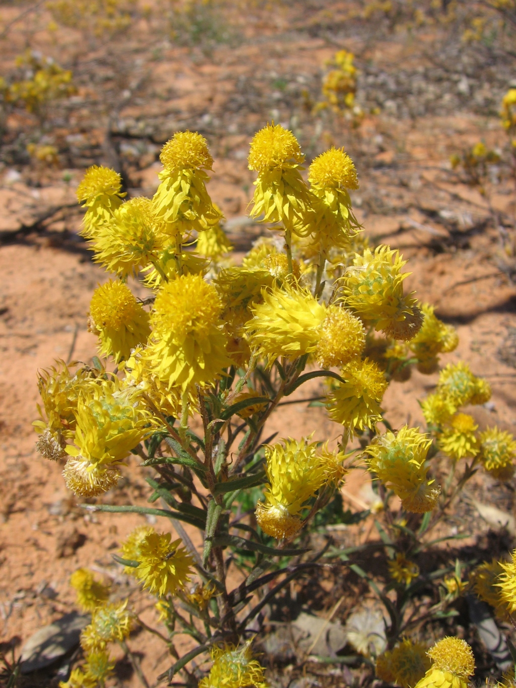 Waitzia acuminata (hero image)