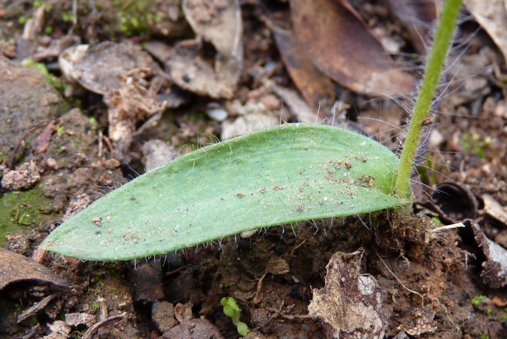 Glossodia (hero image)