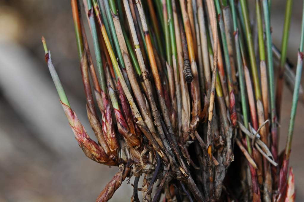 Machaerina juncea (hero image)