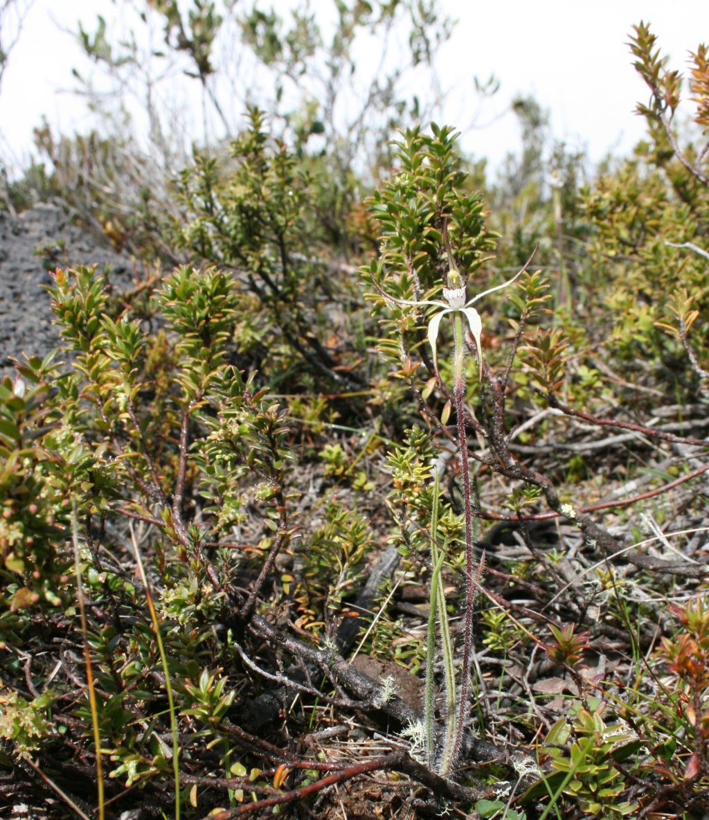 Caladenia bicalliata (hero image)