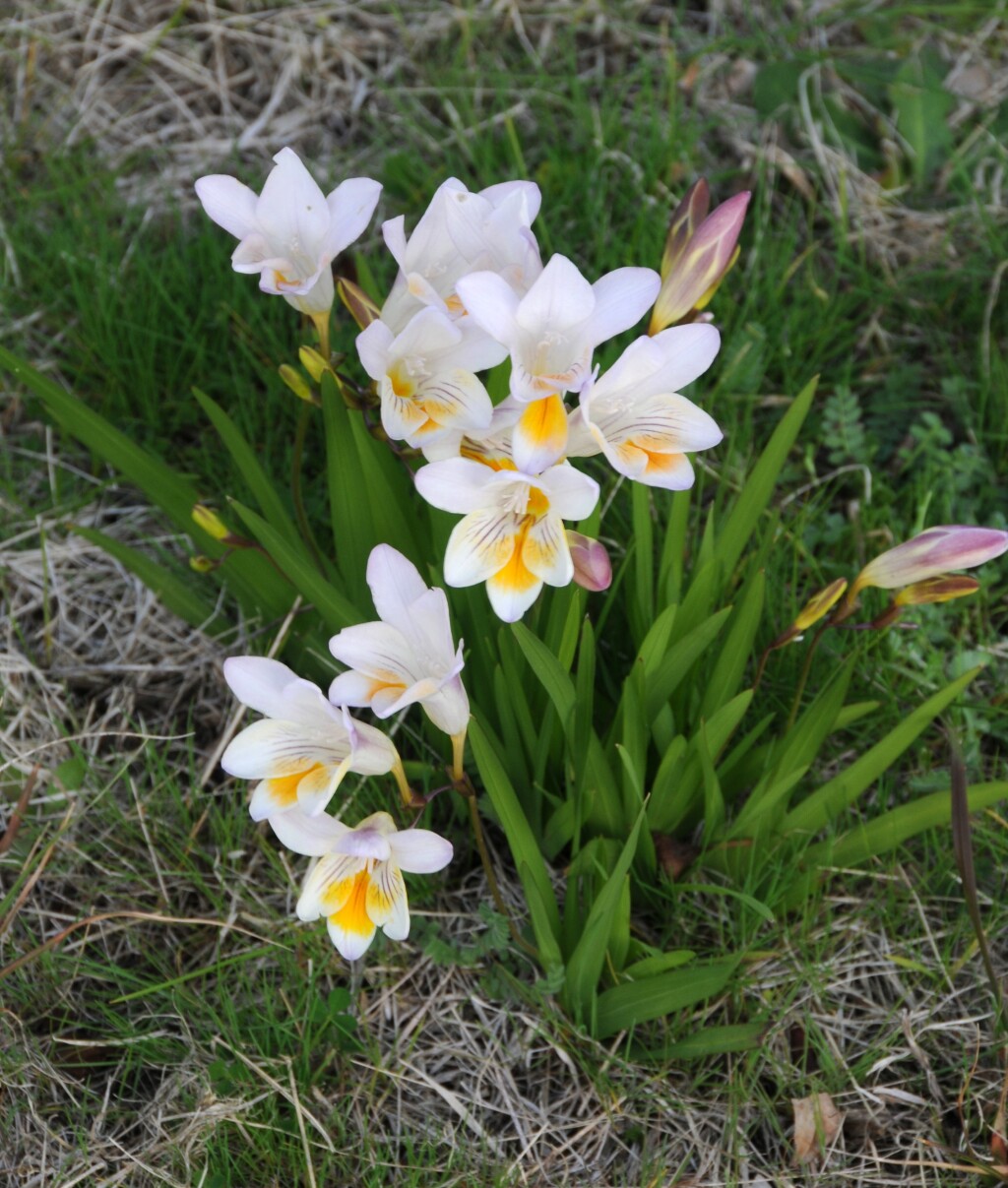 Freesia leichtlinii (hero image)