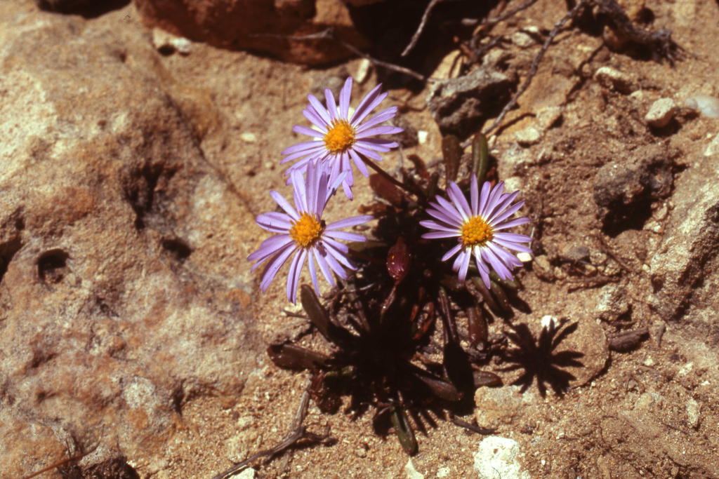 Brachyscome parvula (hero image)