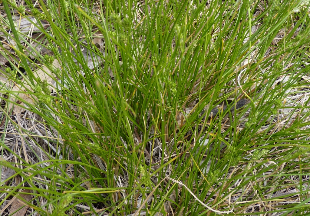 Carex breviculmis (hero image)