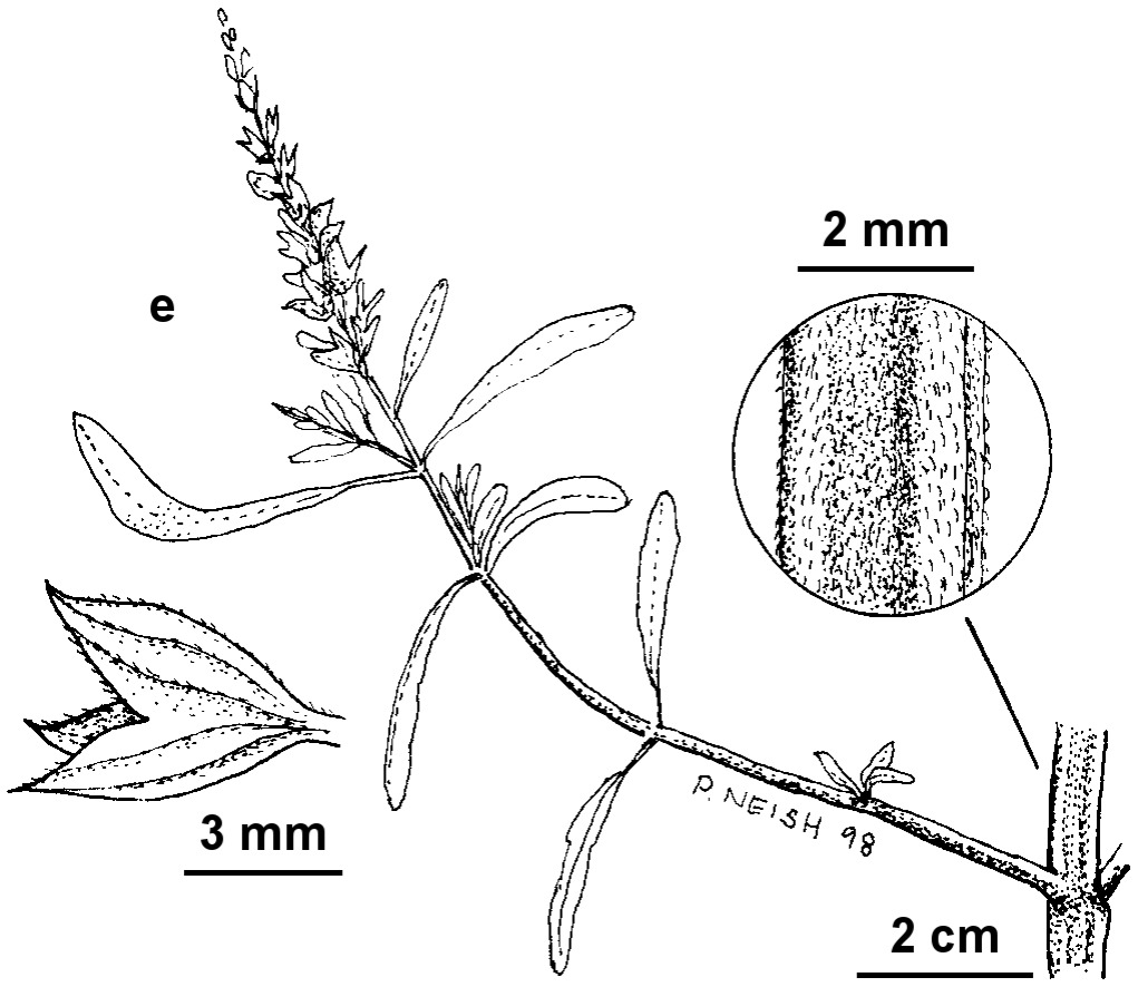 Salvia reflexa (hero image)