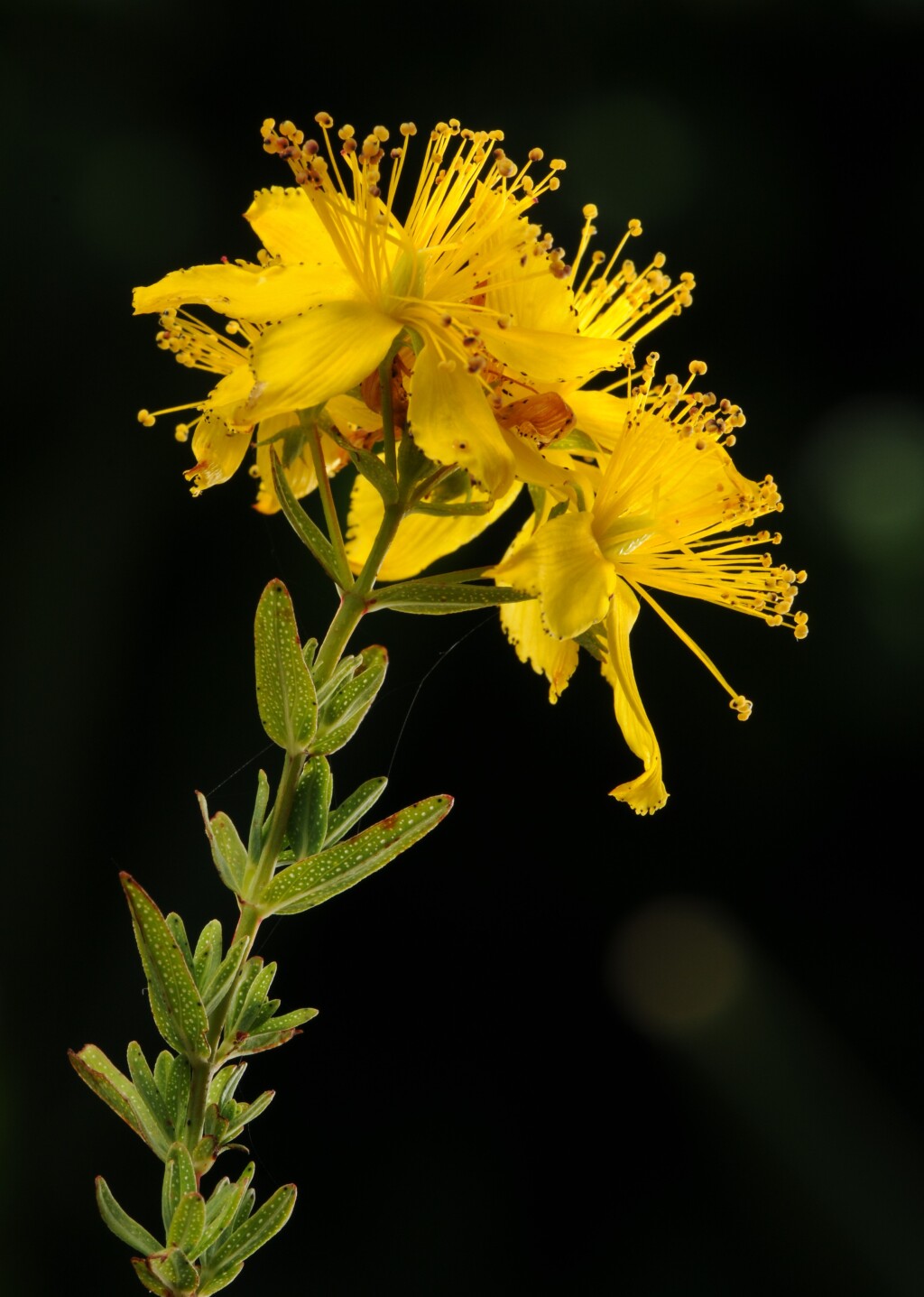 Hypericum perforatum (hero image)