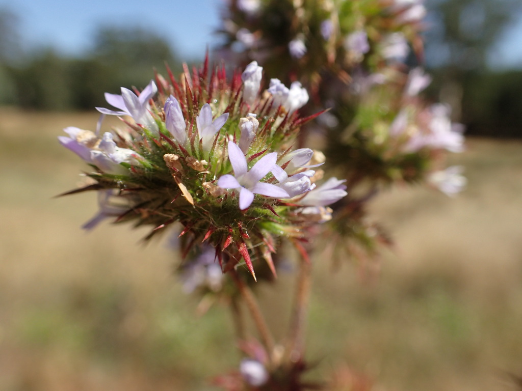 Polemoniaceae (hero image)