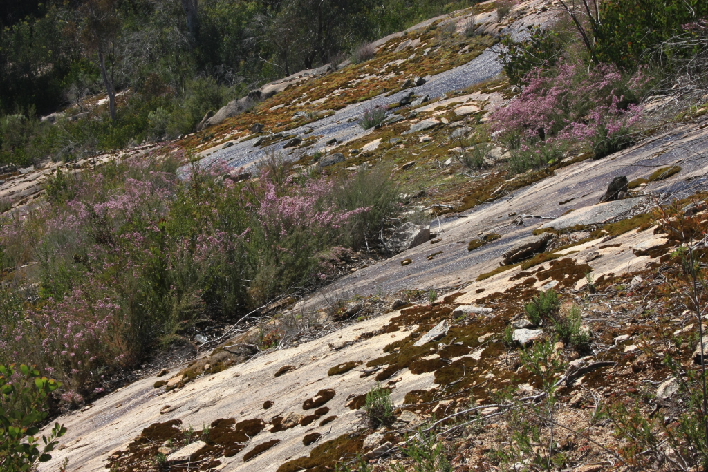 Kunzea parvifolia (hero image)