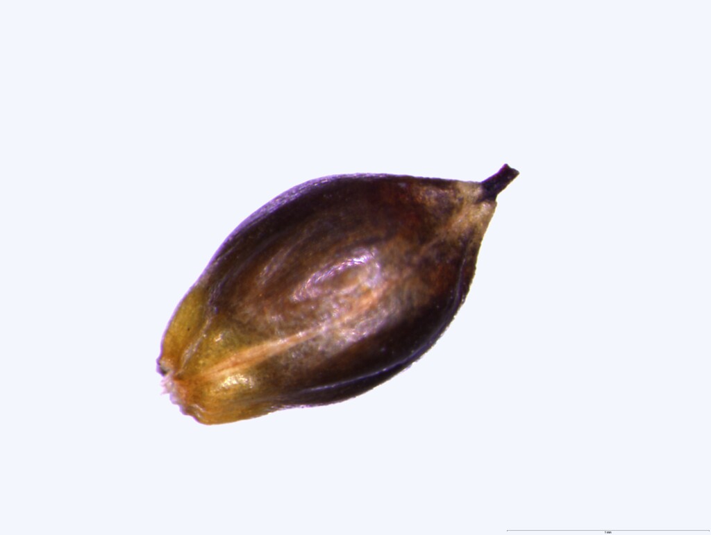 Oreobolus distichus (hero image)