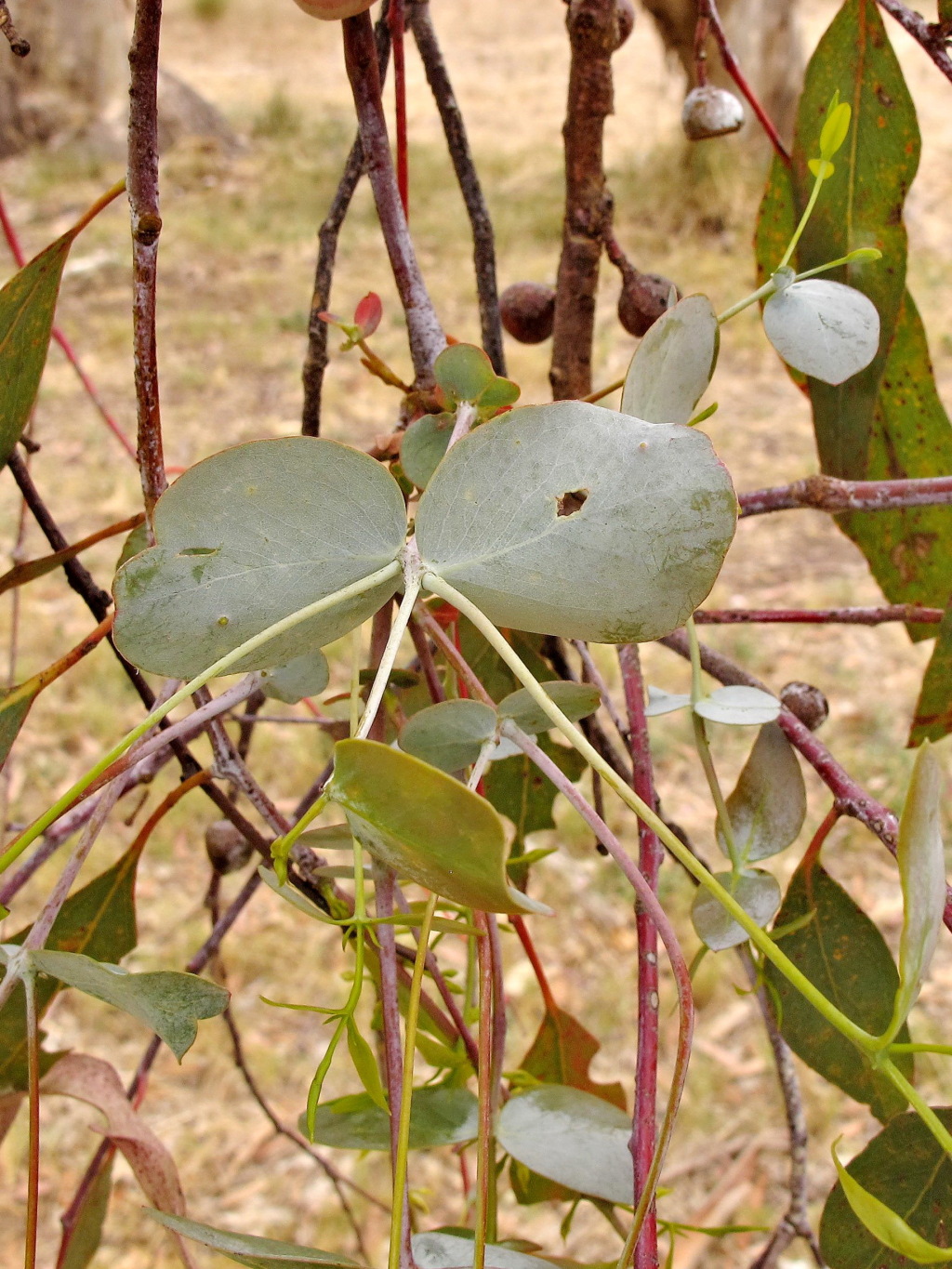 Eucalyptus leucoxylon subsp. pruinosa (hero image)