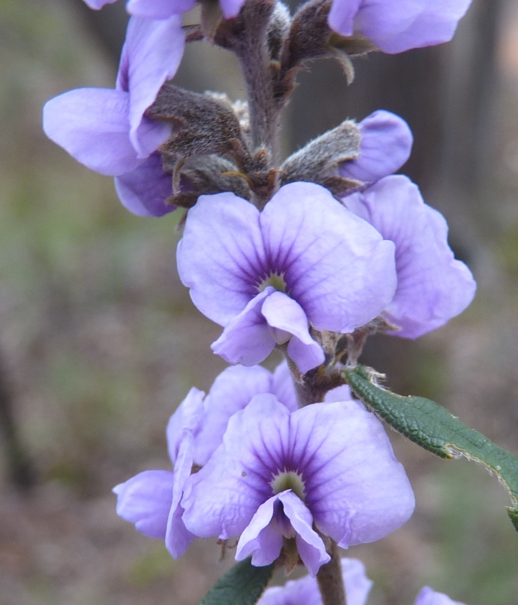 Hovea heterophylla (hero image)