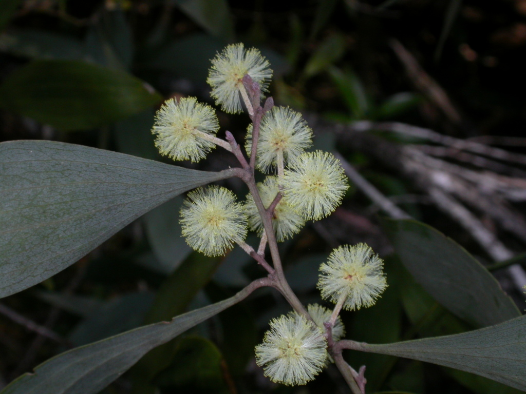 Acacia frigescens (hero image)