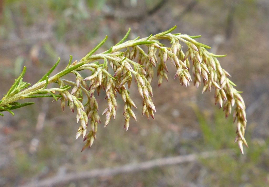 Cassinia sifton (hero image)