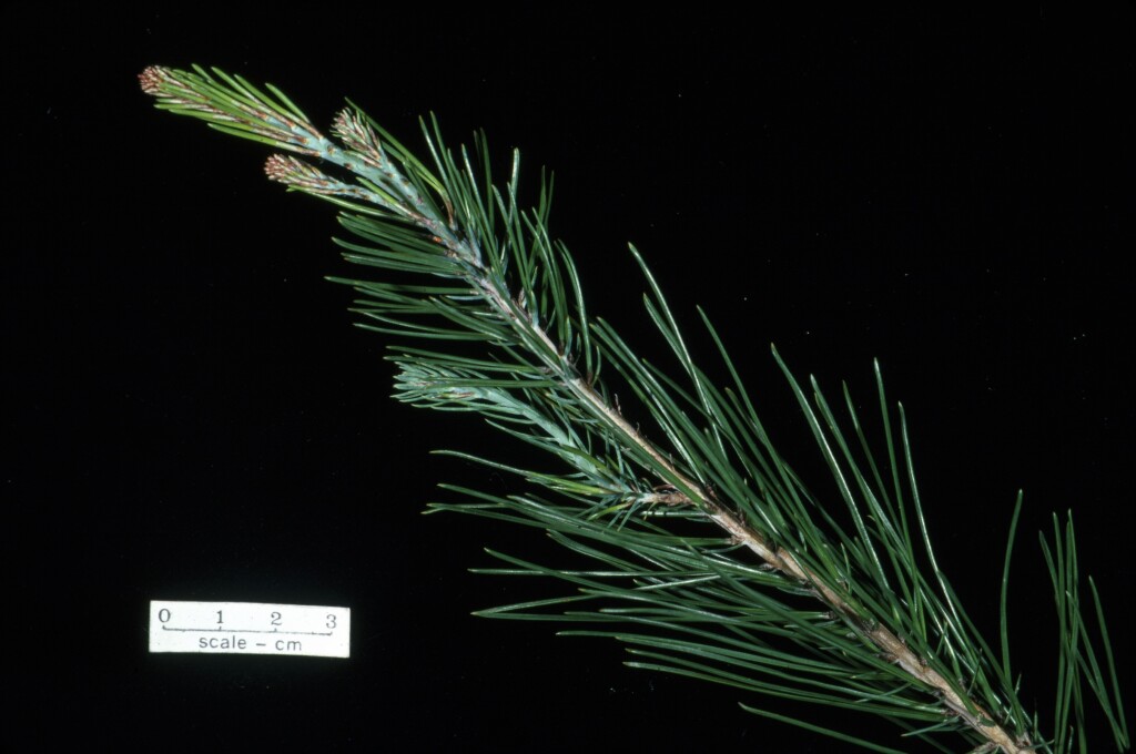 Pinus halepensis (hero image)