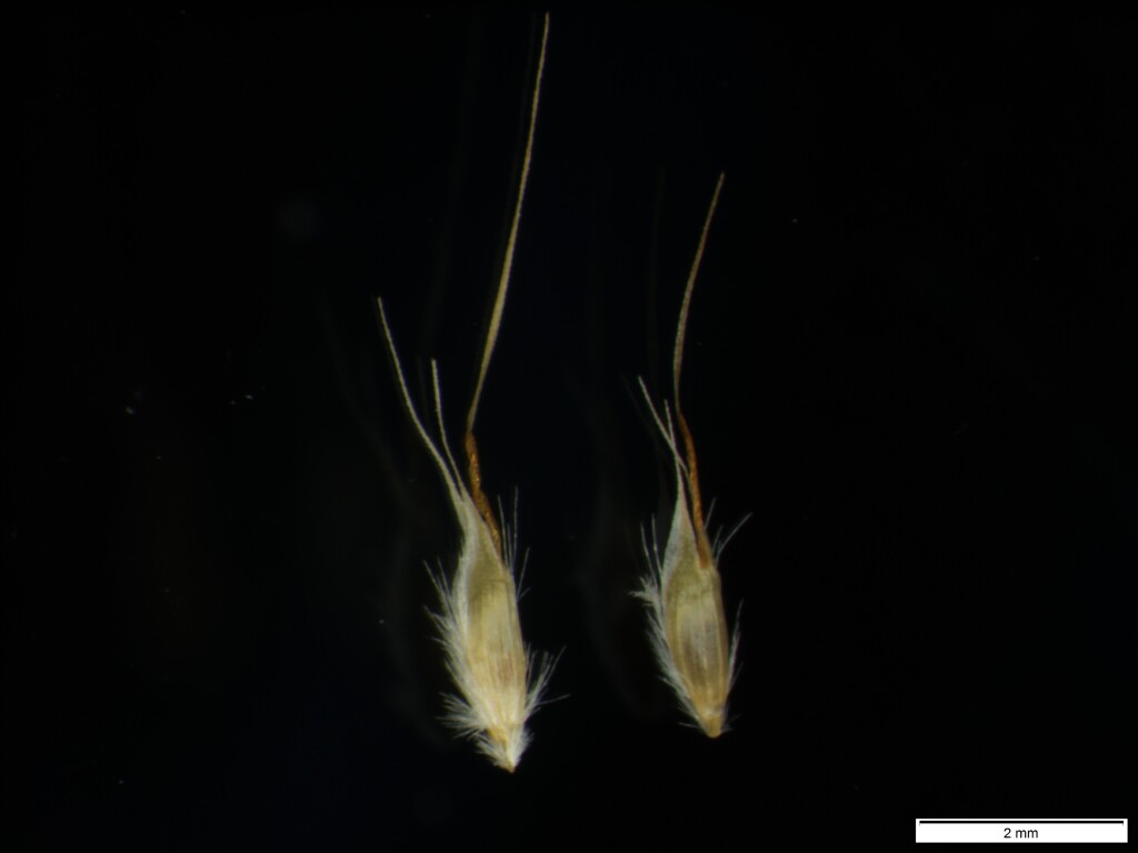 Rytidosperma setaceum (hero image)