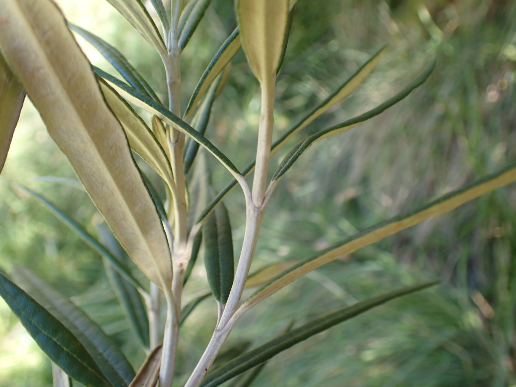 Olearia alpicola (hero image)