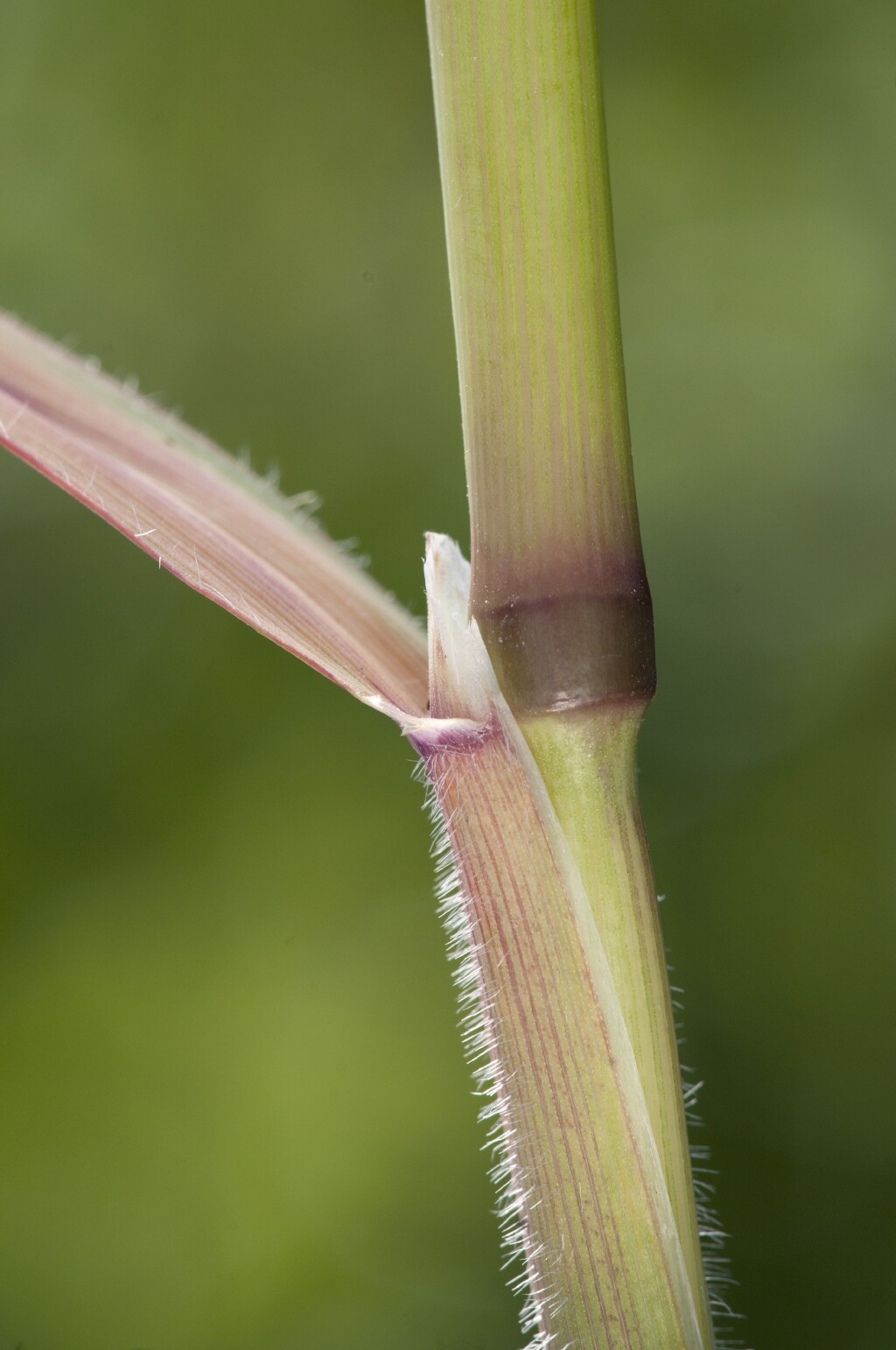 Avena barbata (hero image)